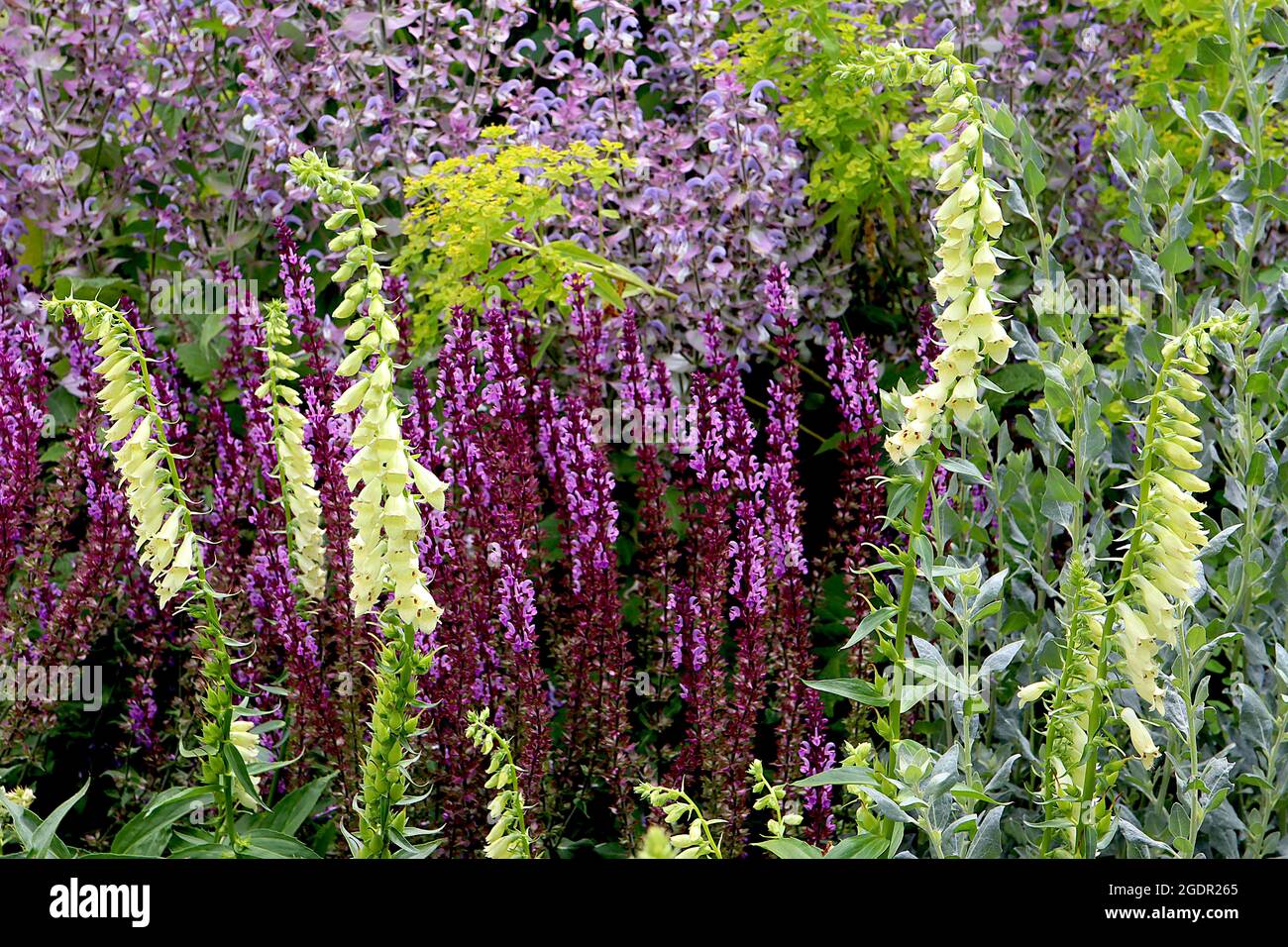 Digitalis lutea petit foxglove jaune - ouvert en forme de cloche fleurs jaunes très pâle sur les tiges courtes, juillet, Angleterre, Royaume-Uni Banque D'Images