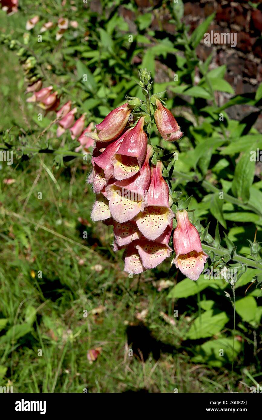 Digitalis «Polkadot Polly» foxglove Polkadot Polly – fleurs rose foncé brillantes en forme de cloche ouverte avec gorge jaune et taches pourpres, juillet, Angleterre, Banque D'Images