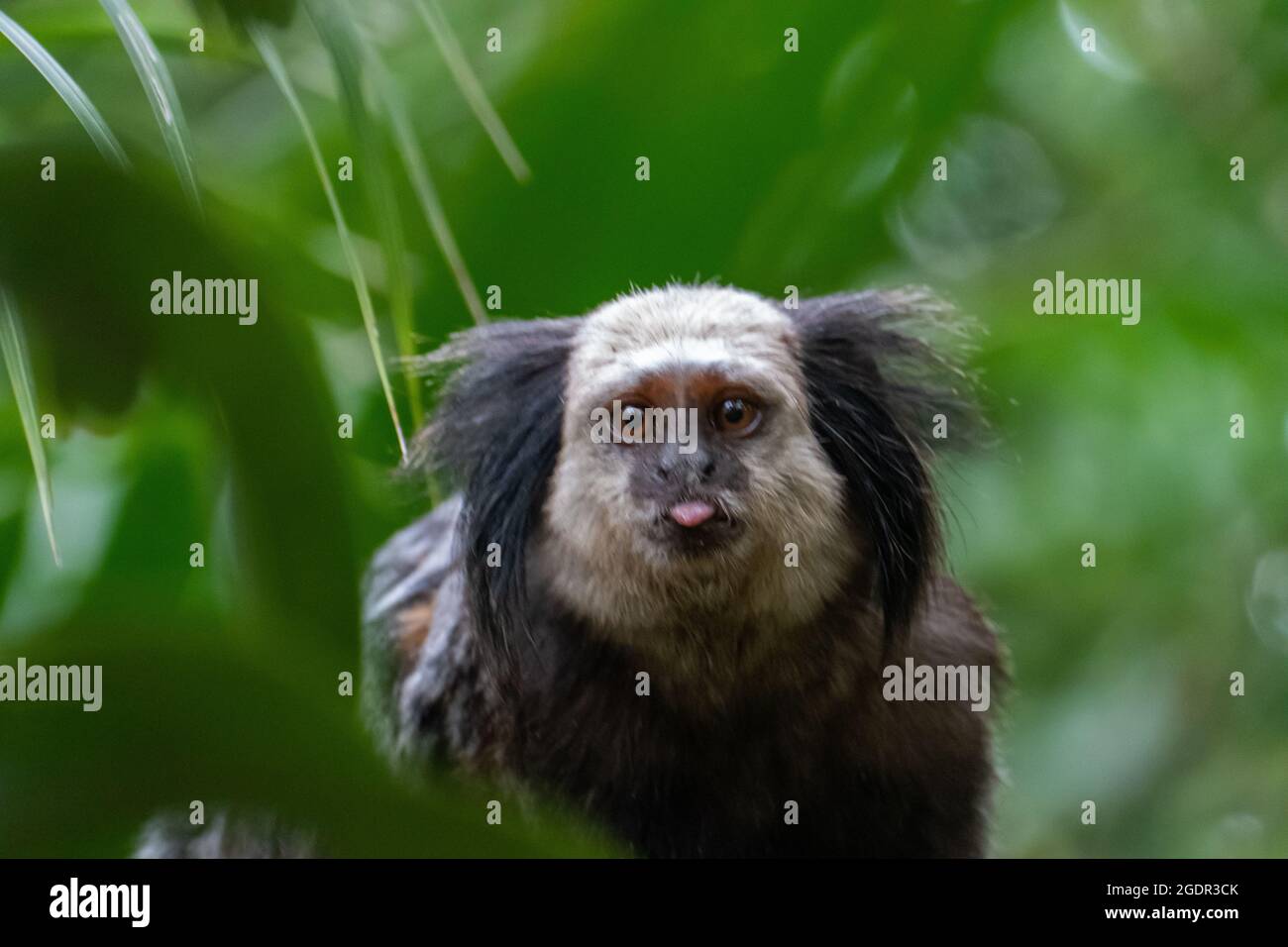 Marmoser se délasser. Gros plan d'un marmoset touffeté noir, Forêt atlantique, Brésil Banque D'Images