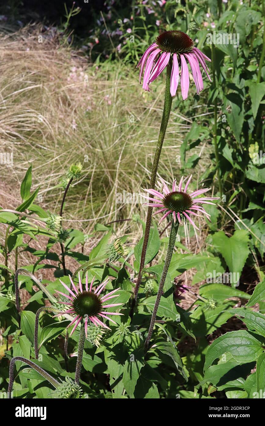 Echinacea purpurea 'Tarlight' coneflower Starlight - pétales rose pâle et centre en forme de cône, juillet, Angleterre, Royaume-Uni Banque D'Images