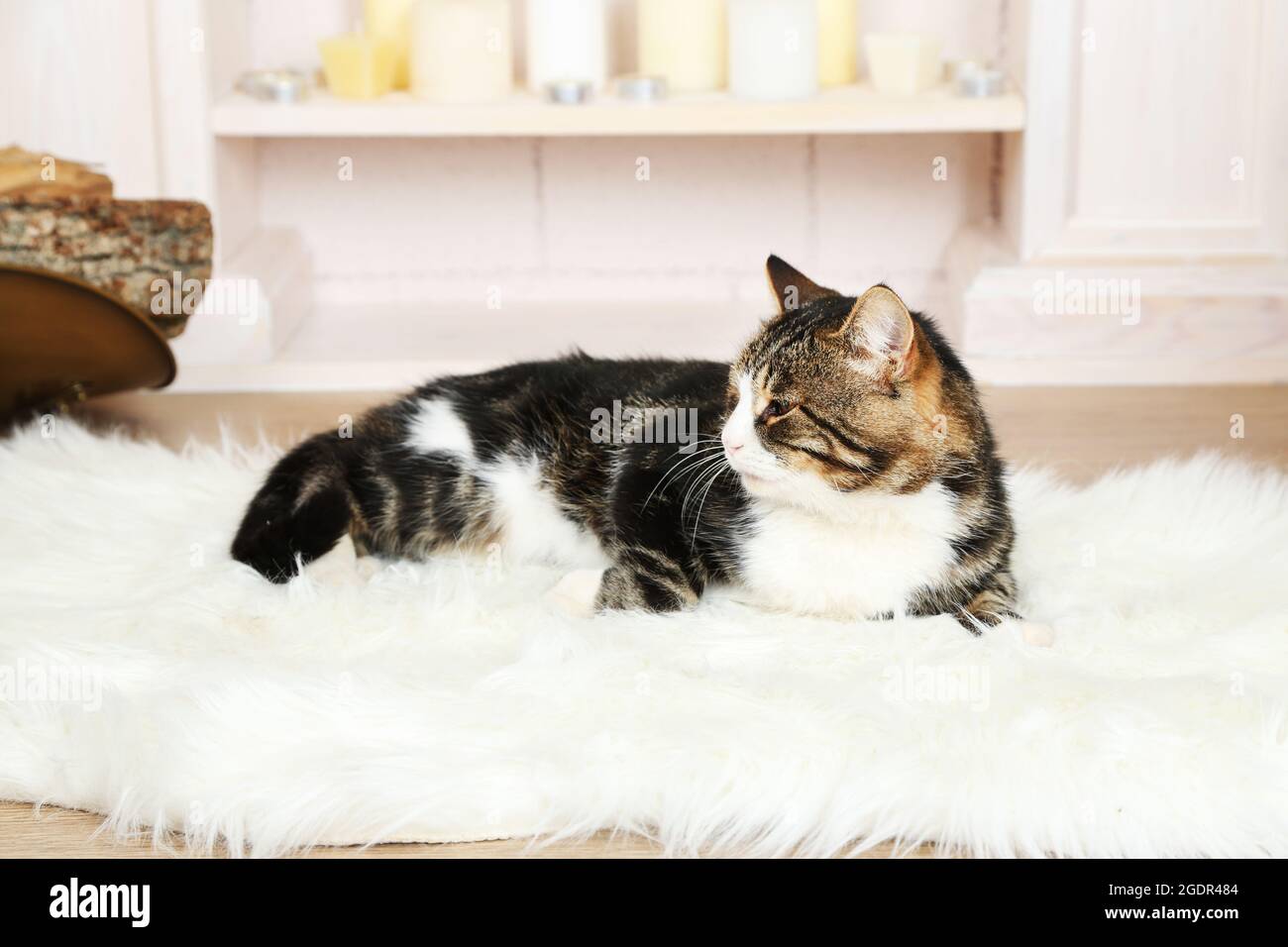 Chat mignon allongé sur la moquette devant la cheminée Banque D'Images