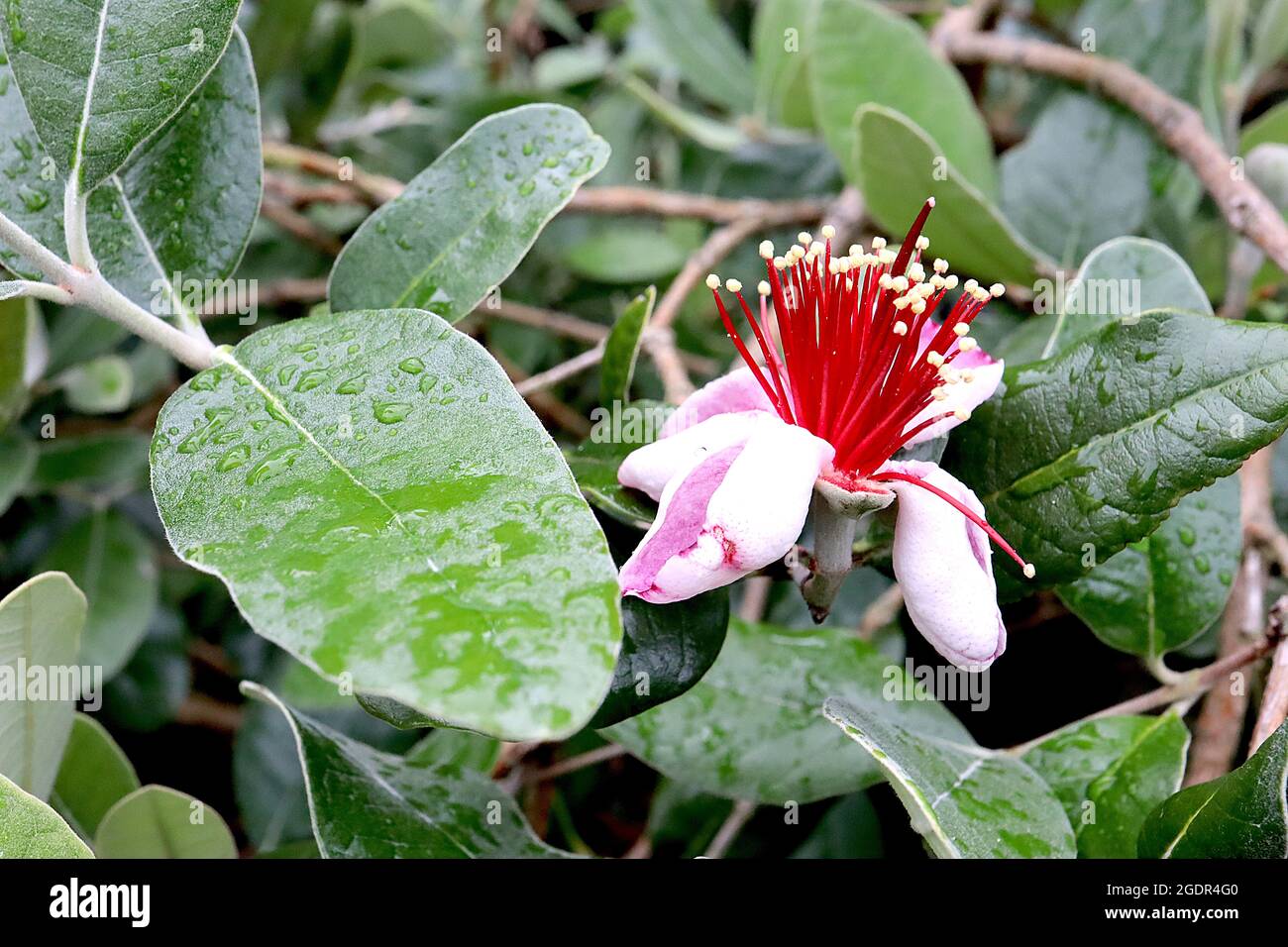 Feijoa / Acca sellowiana ananas goyave – fleurs blanches avec pétales concaves, rose à l'intérieur, amas d'étamines rouges, feuilles d'ovat gris vert, juillet, Royaume-Uni Banque D'Images