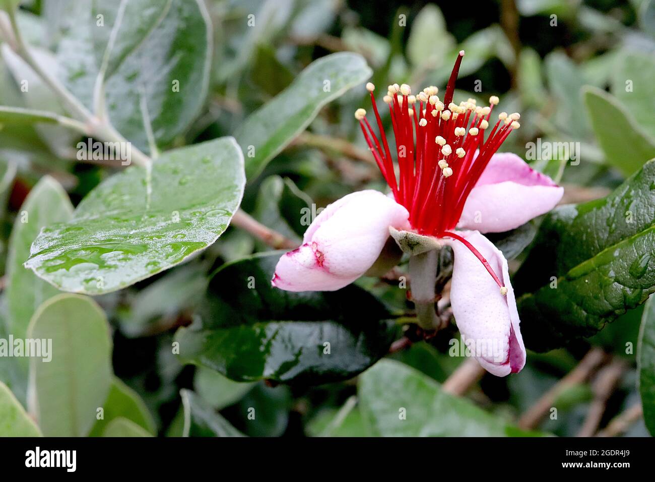 Feijoa / Acca sellowiana ananas goyave – fleurs blanches avec pétales concaves, rose à l'intérieur, amas d'étamines rouges, feuilles d'ovat gris vert, juillet, Royaume-Uni Banque D'Images