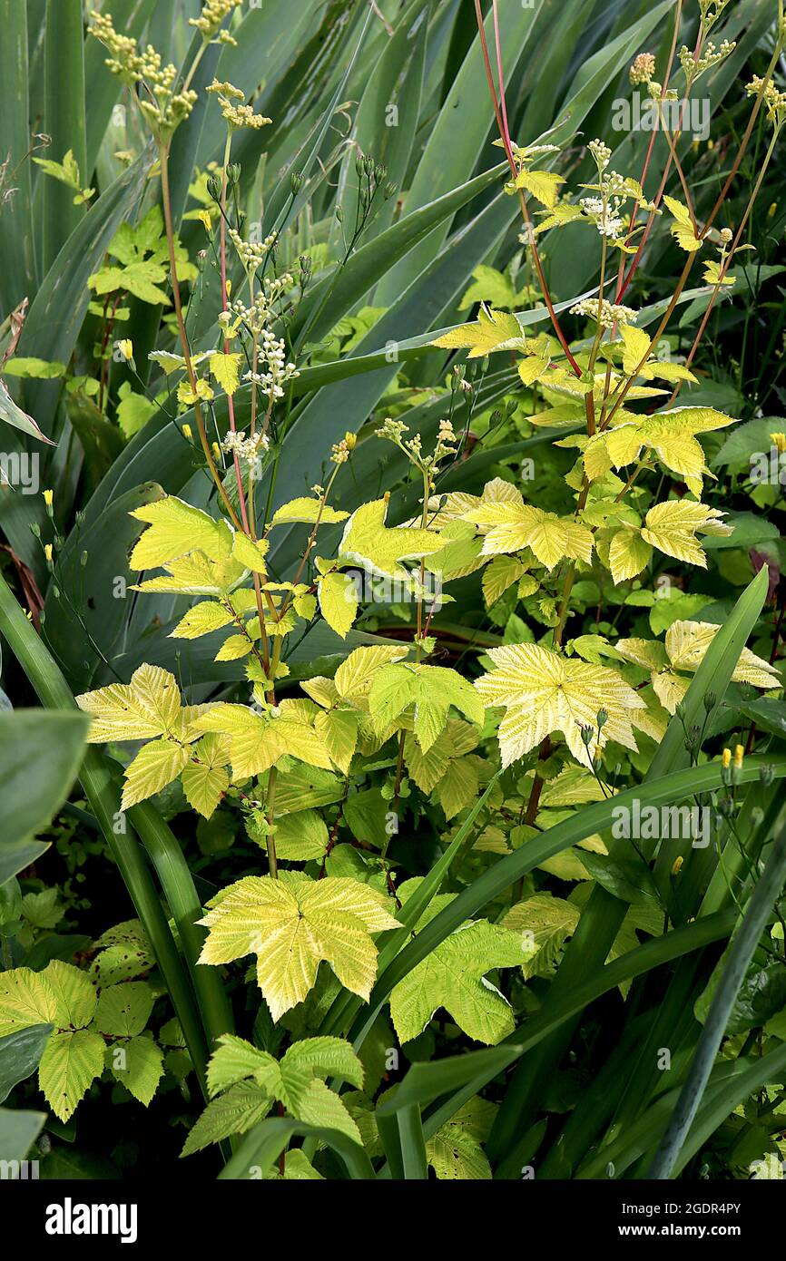 Filipendula ulmaria ‘Aurea’ Meadowsweet Aurea – grappes de petites fleurs blanches au sommet de tiges rouges et de feuilles d’or vertes, juillet, Angleterre, Royaume-Uni Banque D'Images