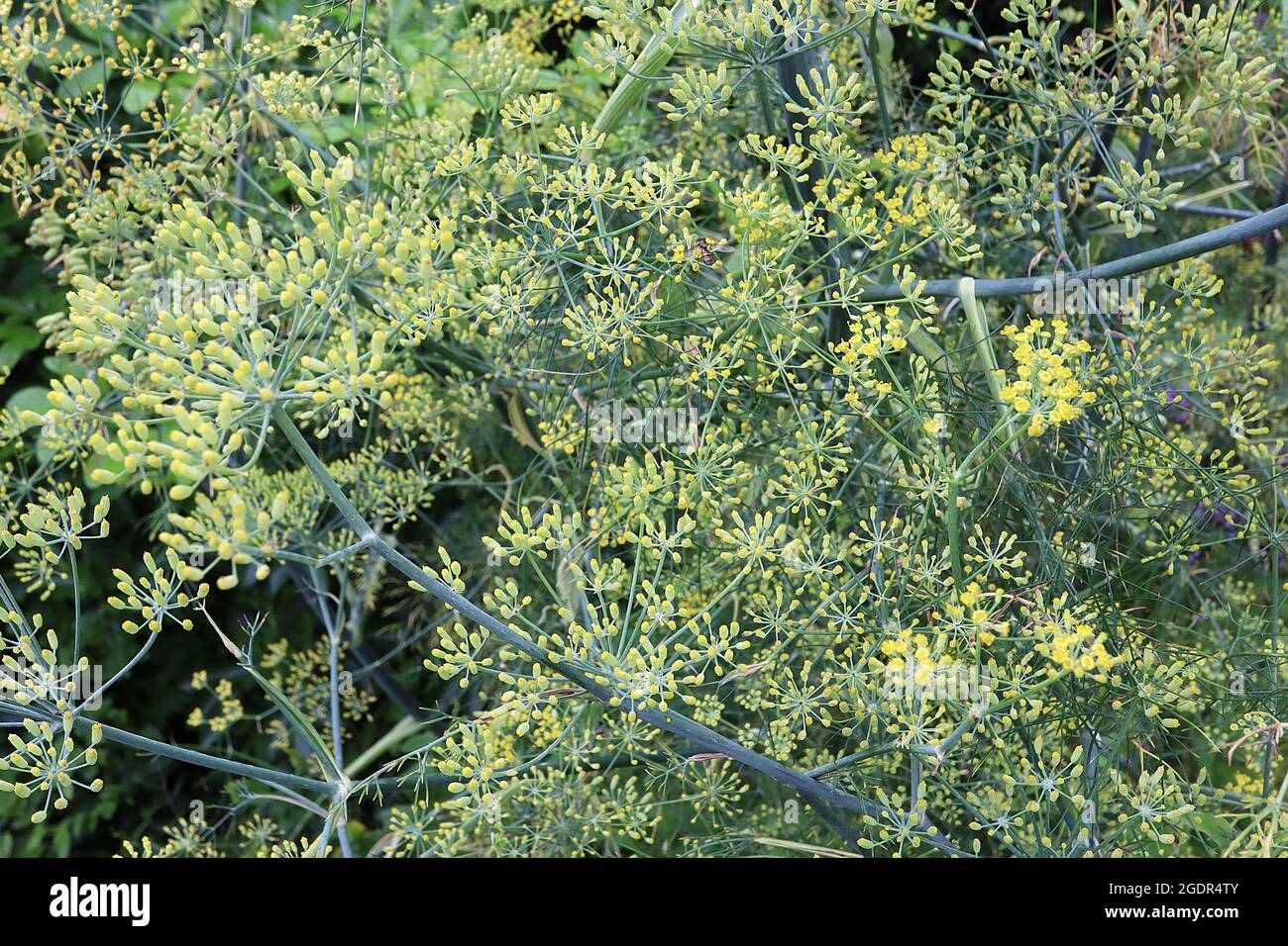 Foenicule vulgare fenouil commun – ombelles de petites fleurs jaunes et de feuilles vertes grises sur de grandes tiges épaisses, juillet, Angleterre, Royaume-Uni Banque D'Images