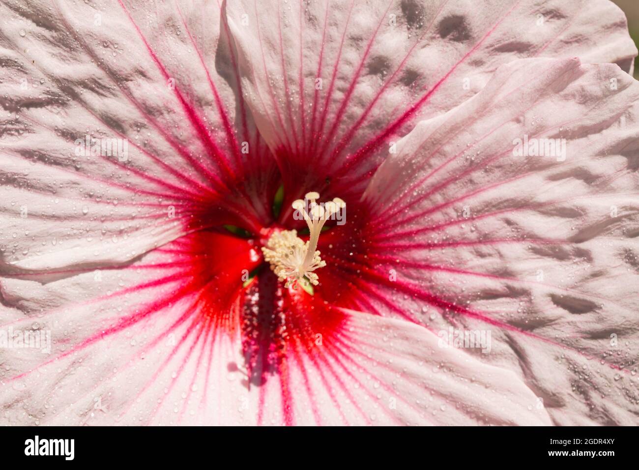 Fleur en fleur de rose en été Banque D'Images