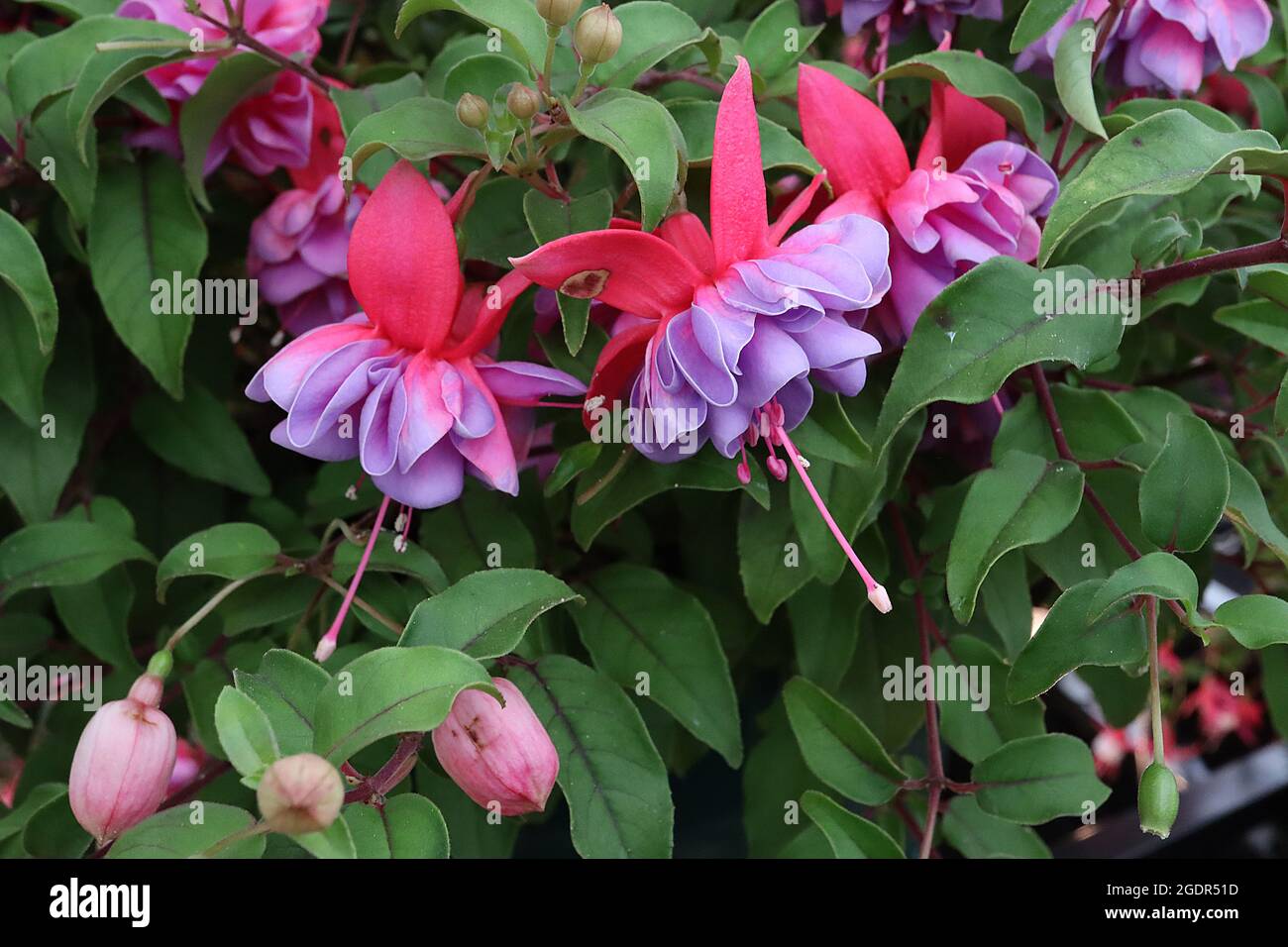 Fuchsia ‘Lilian Annette’ double tube mauve, petits septiques cramoisi, juillet, Angleterre, Royaume-Uni Banque D'Images