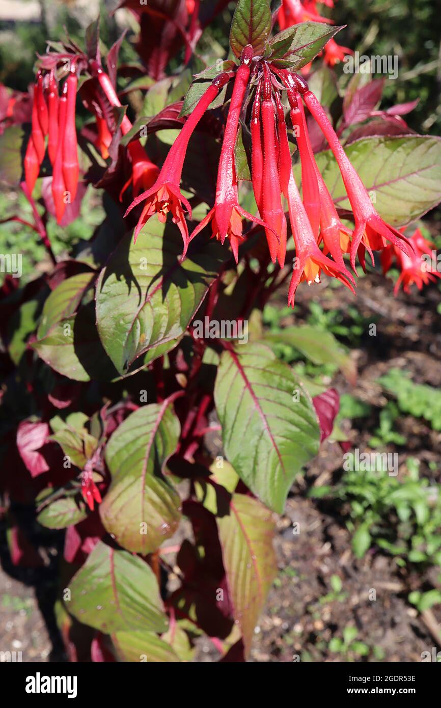 Fuchsia triphylla ‘Thalia’ de longues fleurs tubulaires rouges aux extrémités de pétale évasée, juillet, Angleterre, Royaume-Uni Banque D'Images