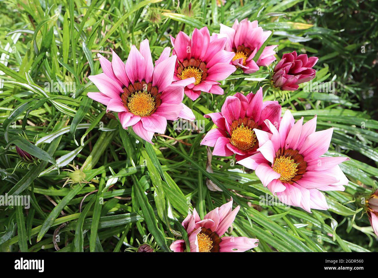 Gazania rigens ‘Daybreak Pink Shades’ Treasure Flower Pink Shades – tons roses de fleurs de type Marguerite avec pétales rentournés et ligules brunes, juillet, Royaume-Uni Banque D'Images