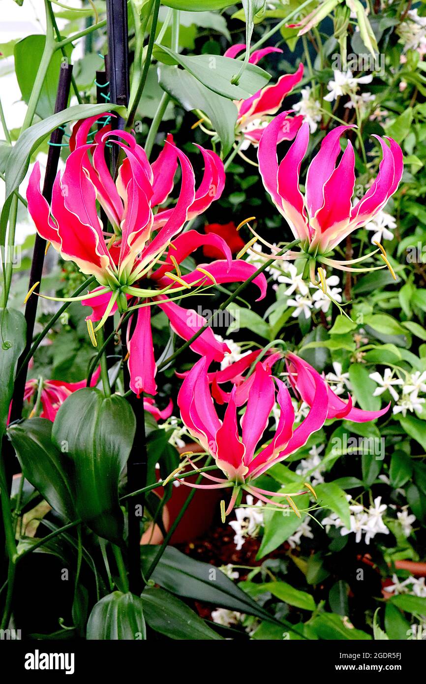 Gloriosa superba «Rothschildiana» Glory Lily Rothschildiana – fleurs roses chaudes réflexes avec marges jaune ondulées, juillet, Angleterre, Royaume-Uni Banque D'Images