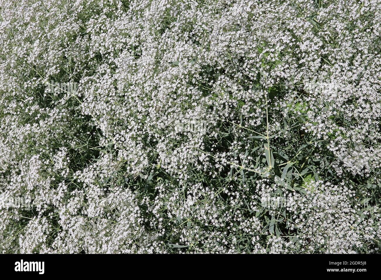 Gypsophila paniculata ‘Alba’ Baby’s Breath – amas de petites fleurs blanches et de feuilles étroites vertes grises, juillet, Angleterre, Royaume-Uni Banque D'Images