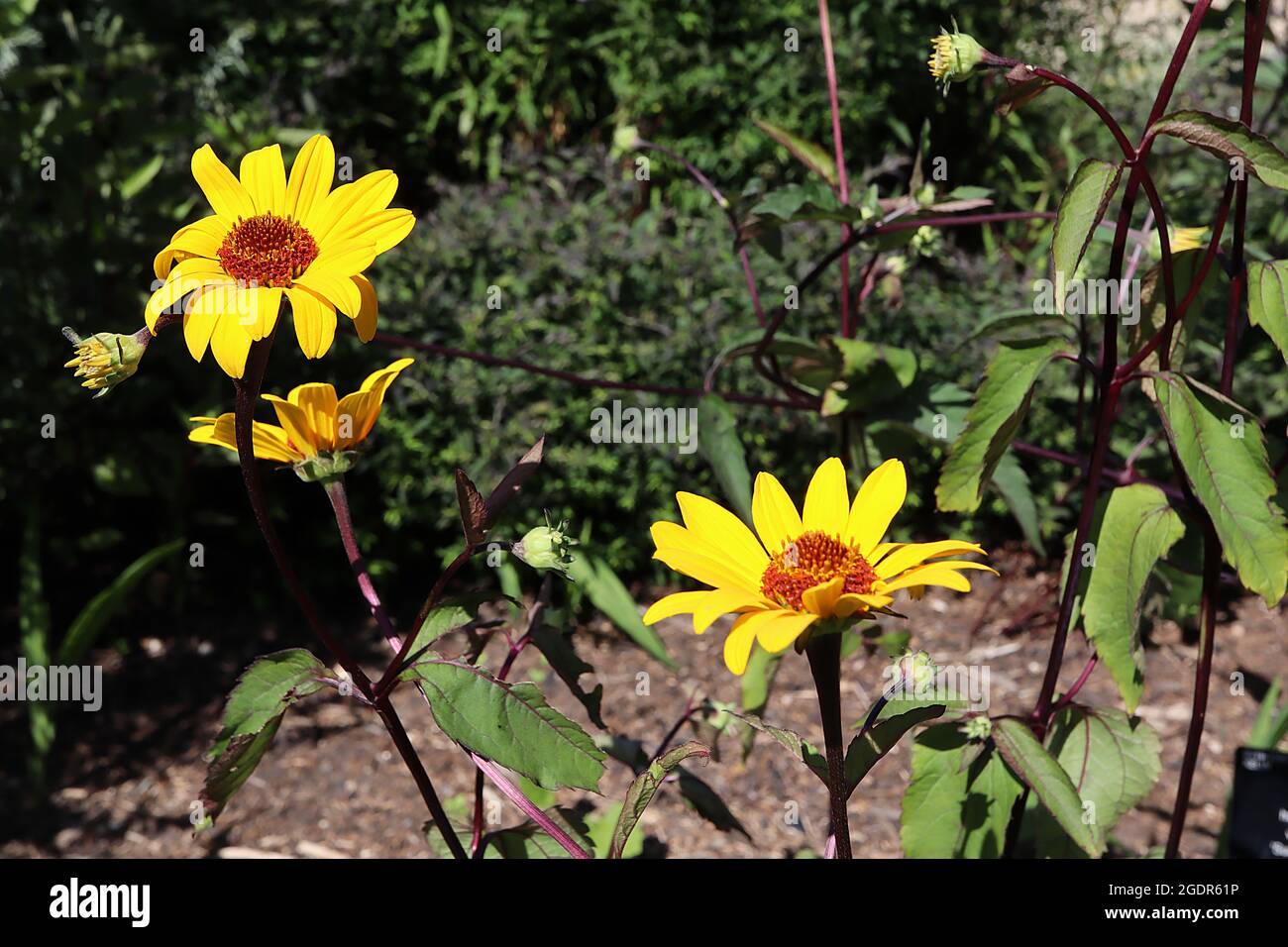 Heliopsis helianthoides var scabra ‘Nummer Nights’ North American ox-eye – fleurs jaunes en forme de Marguerite sur de grandes tiges pourpres très sombres, juillet, Angleterre, Royaume-Uni Banque D'Images