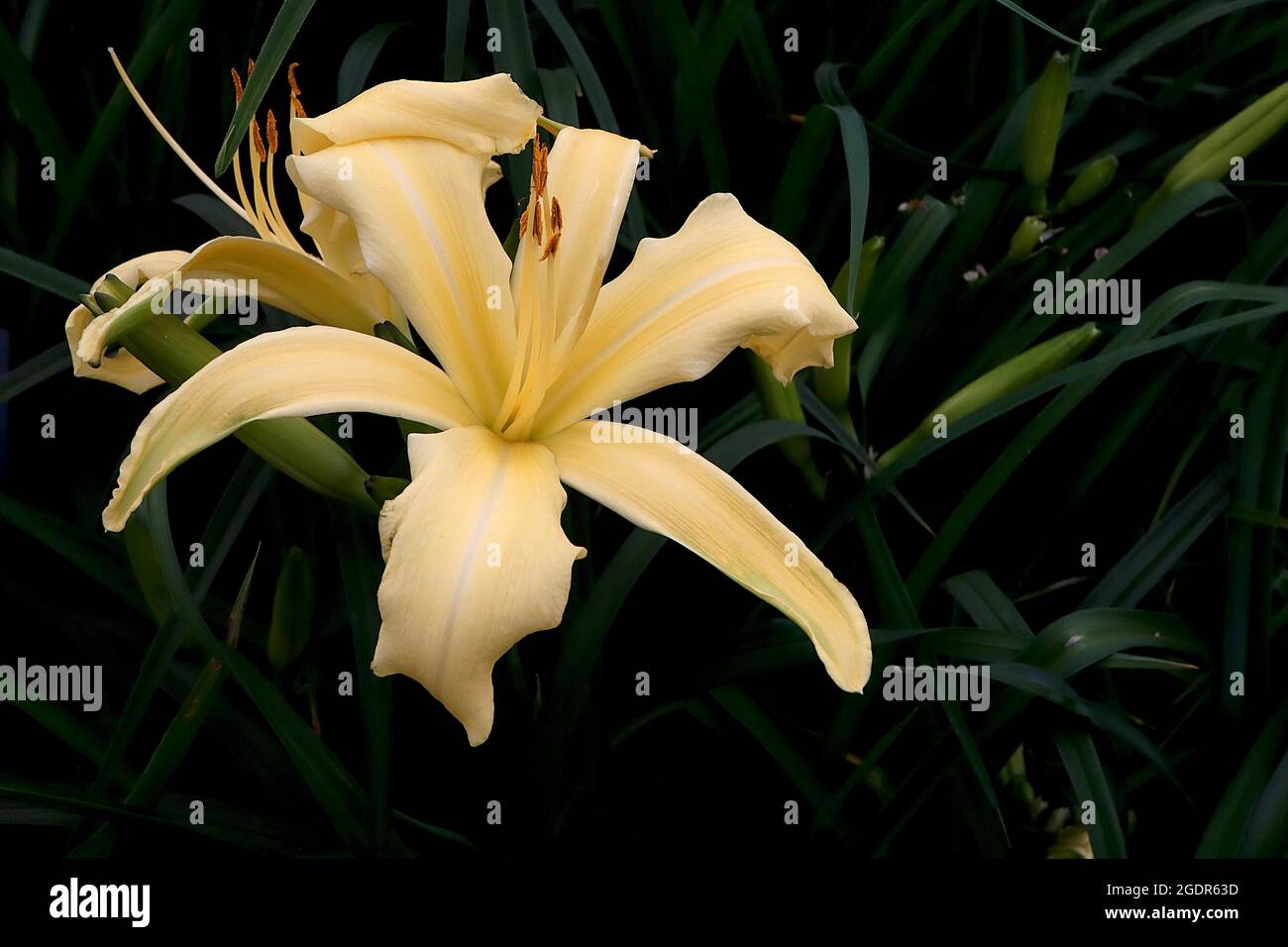 Hemerocallis ‘Boney’ daylily Boney Maroney – fleurs jaunes pâle en forme d’entonnoir avec nervure centrale blanche, juillet, Angleterre, Royaume-Uni Banque D'Images