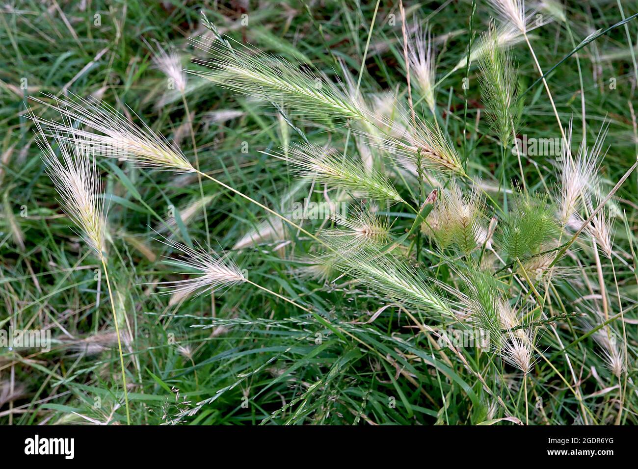 Hordeum jubatum, orge à queue de bœuf – panicules voûtes d'épillets verts et de buff, juillet, Angleterre, Royaume-Uni Banque D'Images