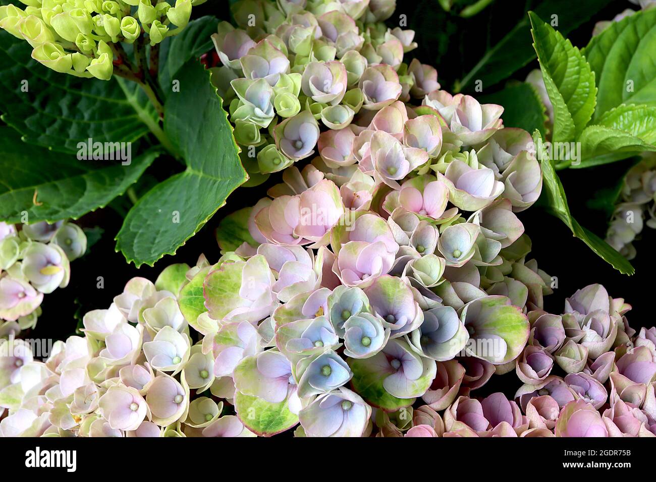 Hortensia Magical Revolution – fleurs en forme de coupe vert pâle avec des flush bleu, rose et vert moyen, juillet, Royaume-Uni Banque D'Images