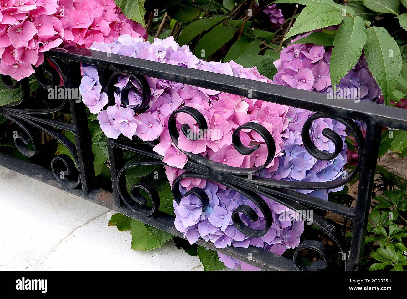 Deep blue hydrangea flowers Banque de photographies et d'images à haute  résolution - Alamy