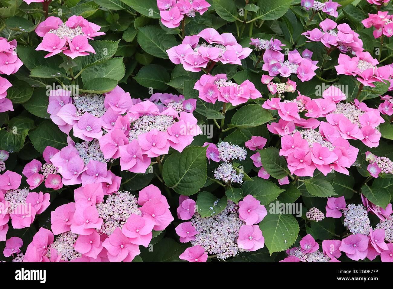 Hydrangea macrophylla «Taube» Hortensia Taube – fleurs roses moyennes et petits amas de boutons de fleurs roses, juillet, Angleterre, Royaume-Uni Banque D'Images