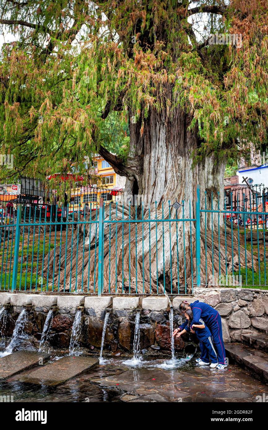 Mère et fille touchent les eaux saintes du printemps sous le célèbre saule (SP. Ahuehuete) dans la destination populaire de pèlerinage de Chalma, M. Banque D'Images