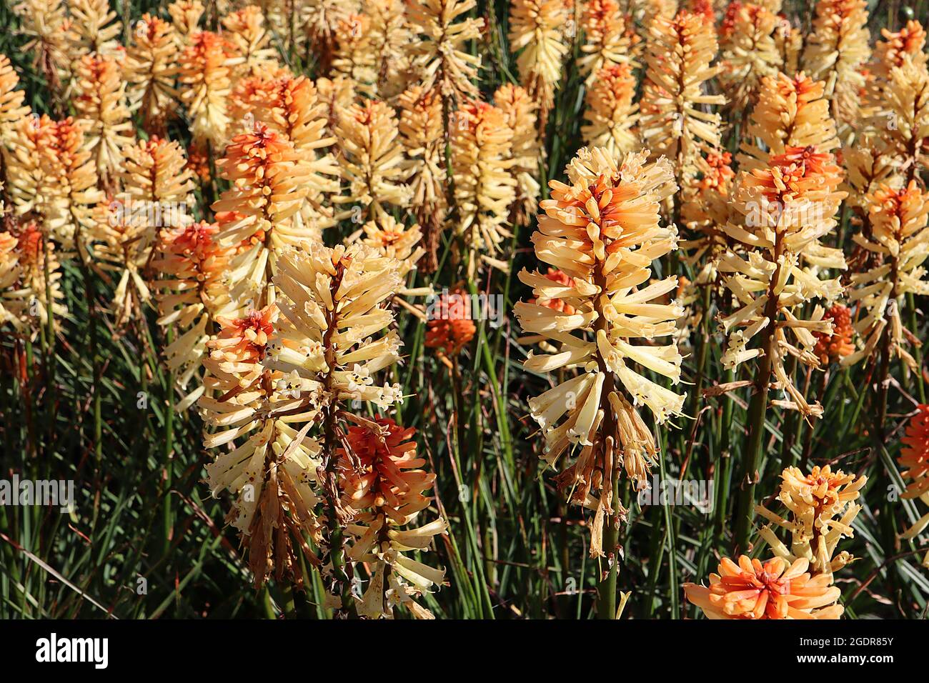 Kniphofia ‘Tawny King’ Red Hot poker Tawny King – fleurs tubulaires orange à crème sur de grandes tiges brunes, juillet, Angleterre, Royaume-Uni Banque D'Images