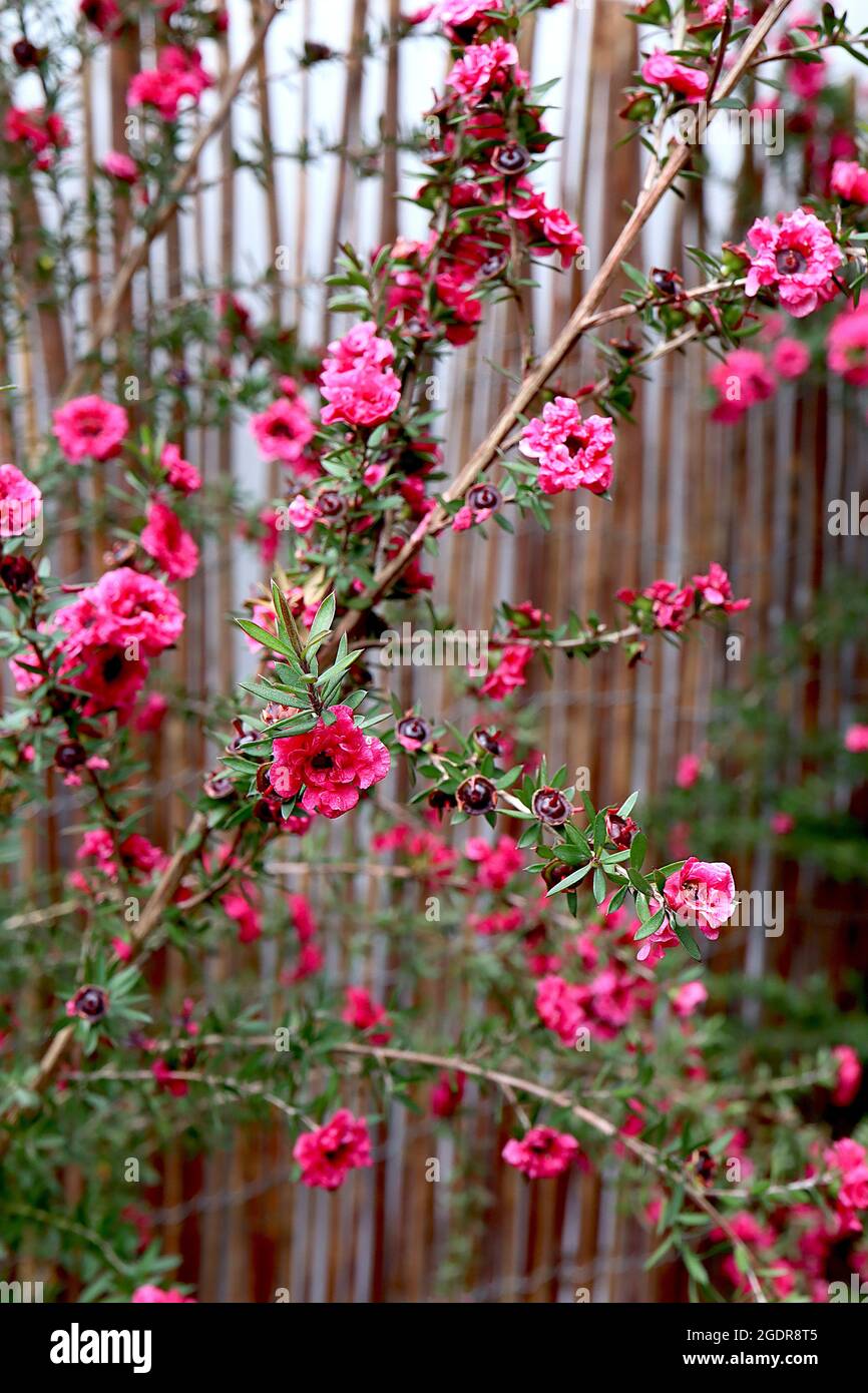 Leptospermum scoparium arbre à thé «Red Damask» Red Damask – fleurs roses profondes à volants et petites feuilles en forme de lance, juillet, Angleterre, Royaume-Uni Banque D'Images