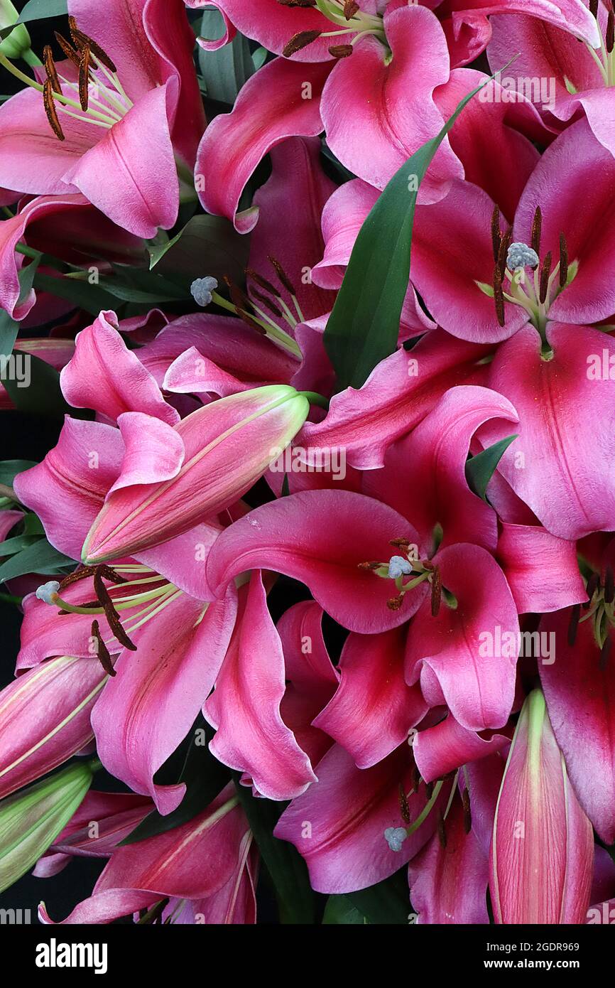 Lilium ‘Palazzo’ oriental Lily Palazzo – senteur de fleurs roses profondes aux pétales rouillés et torsadés, juillet, Angleterre, Royaume-Uni Banque D'Images