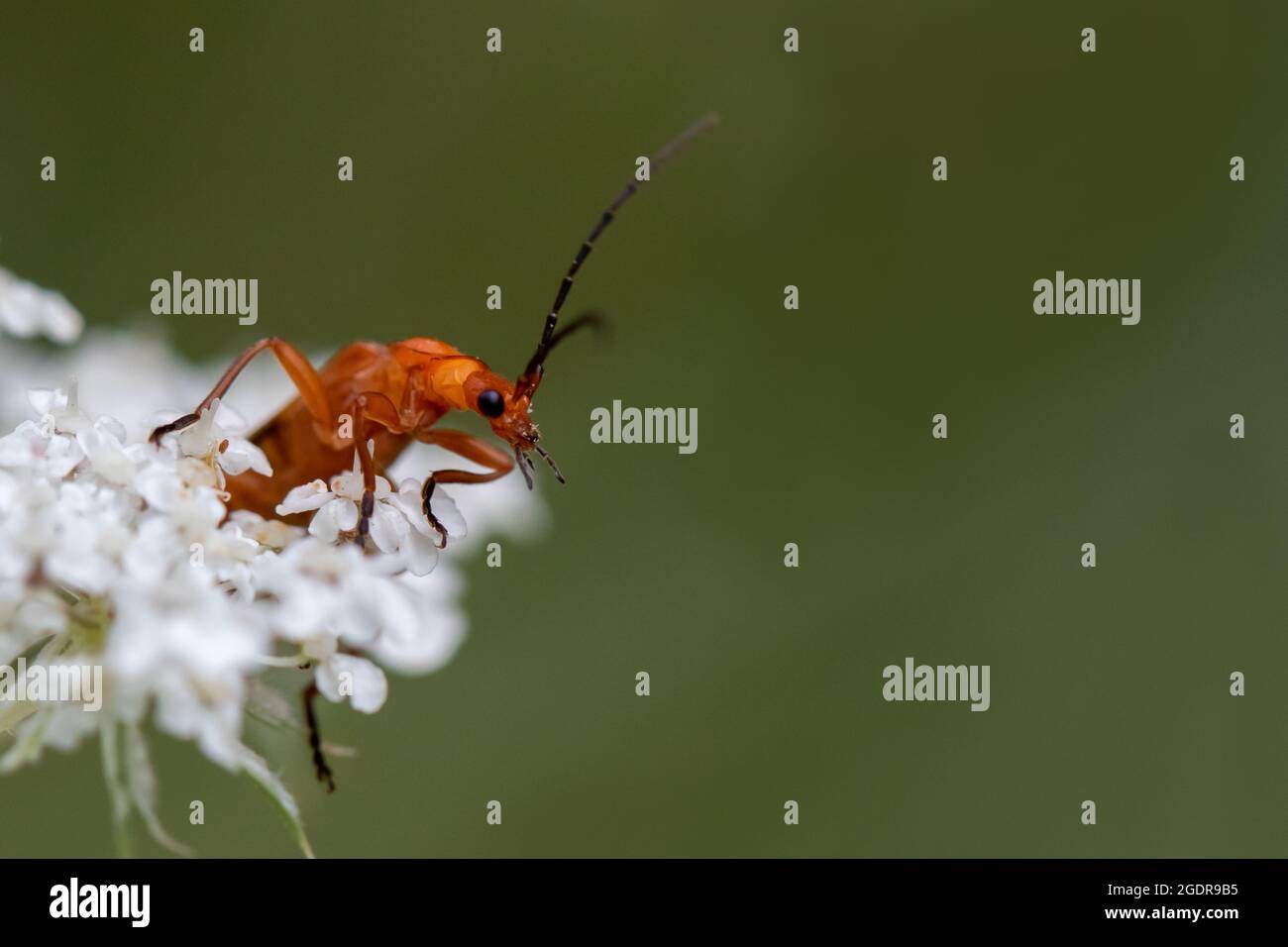 Un coléoptère commun de soldat rouge émerge d'une fleur blanche Banque D'Images