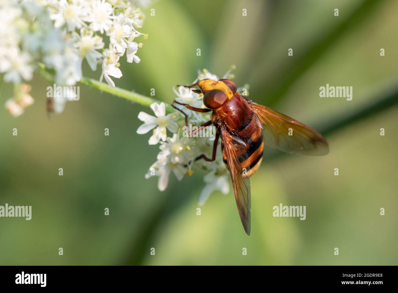 Un hornet imitera l'aéroglisseur se nourrissant sur le nectar des fleurs blanches Banque D'Images