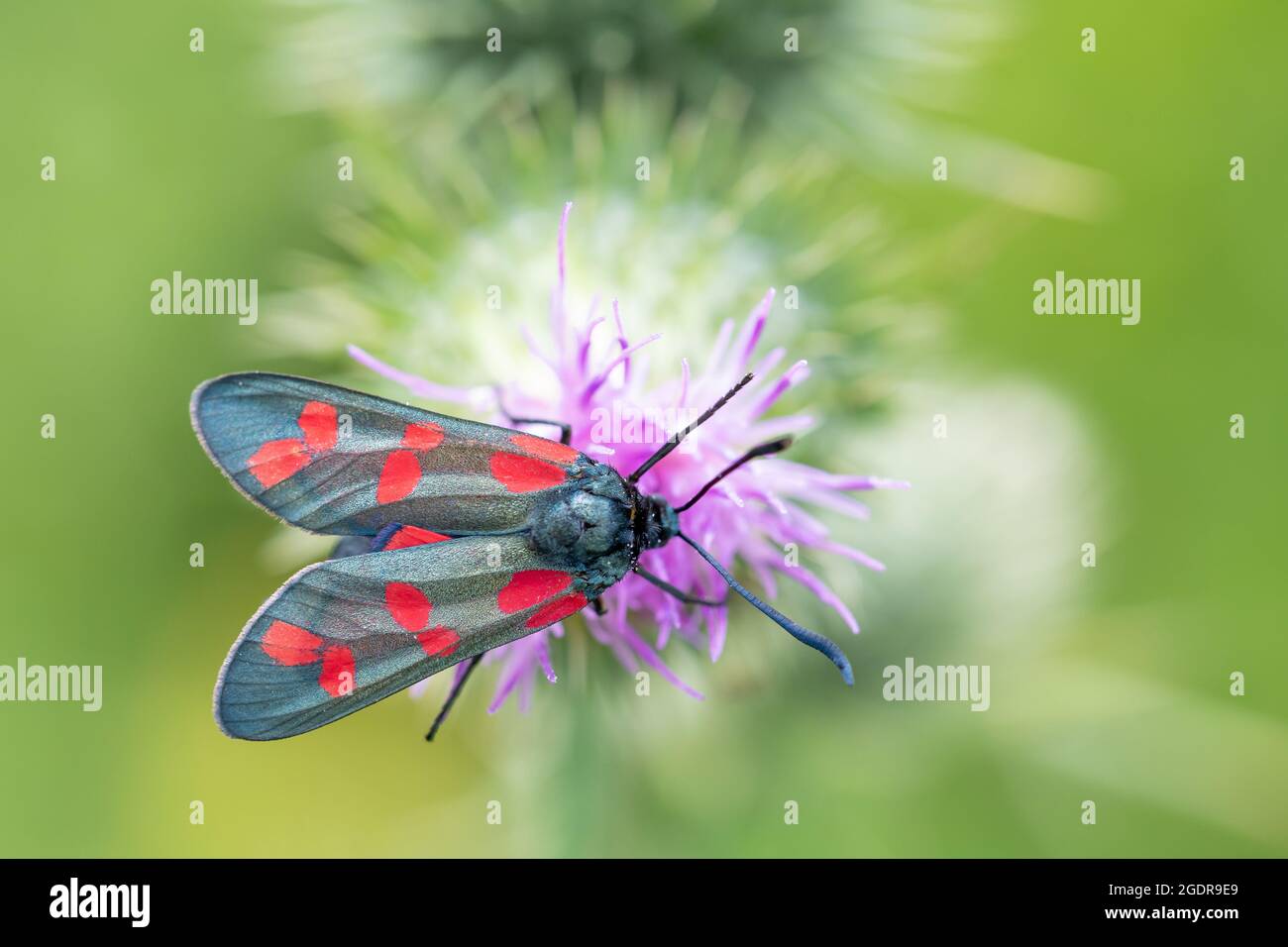 Un burnett à six points qui boit le nectar d'une fleur de chardon Banque D'Images