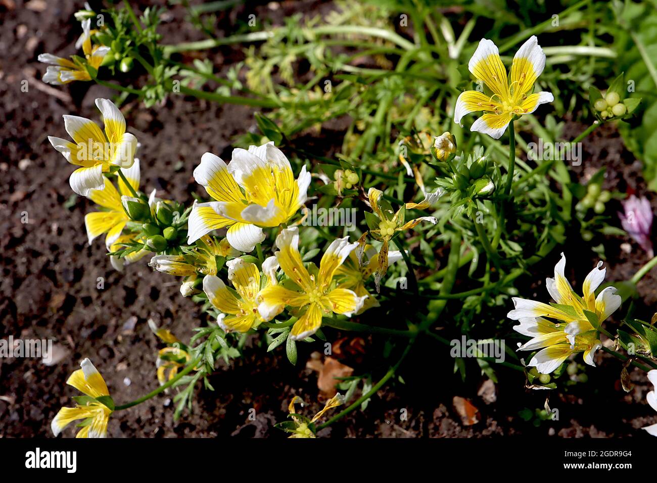 Limnanthes douglasii plante à oeufs pochés – fleurs blanches en forme de bol avec grand centre jaune et nervures grises, juillet, Angleterre, Royaume-Uni Banque D'Images