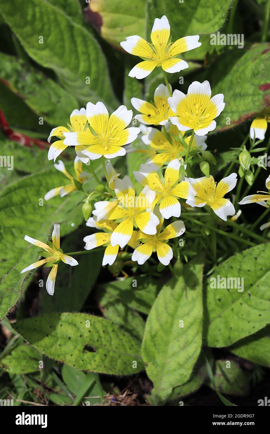 Limnanthes douglasii plante à oeufs pochés – fleurs blanches en forme de bol avec grand centre jaune et nervures grises, juillet, Angleterre, Royaume-Uni Banque D'Images