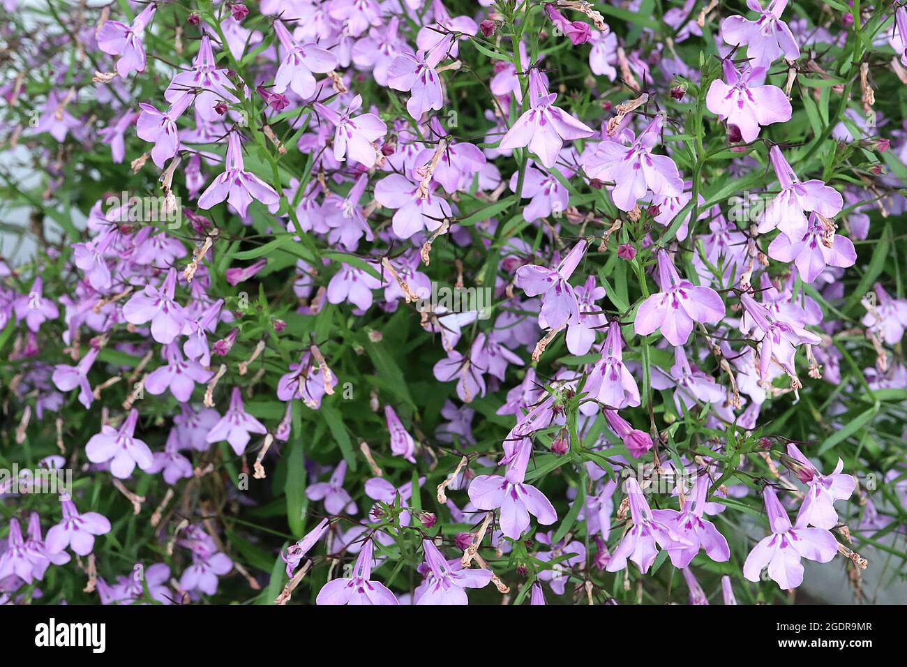 Lobelia erinus «Techno Lilac» lobélie de fuite Techno Lilac - mauve fleurs à deux lèvres avec deux marques pointues blanches et trois petites taches violettes, Banque D'Images