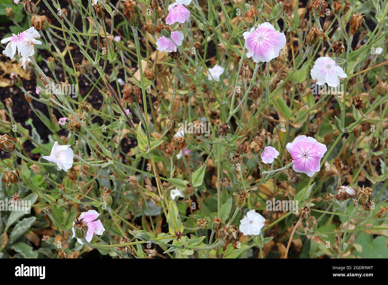 Lychnis / Silene coronaria ‘Oculata’ rose campion Oculata – fleurs blanches avec lavage rose et veines rose foncé, juillet, Angleterre, Royaume-Uni Banque D'Images