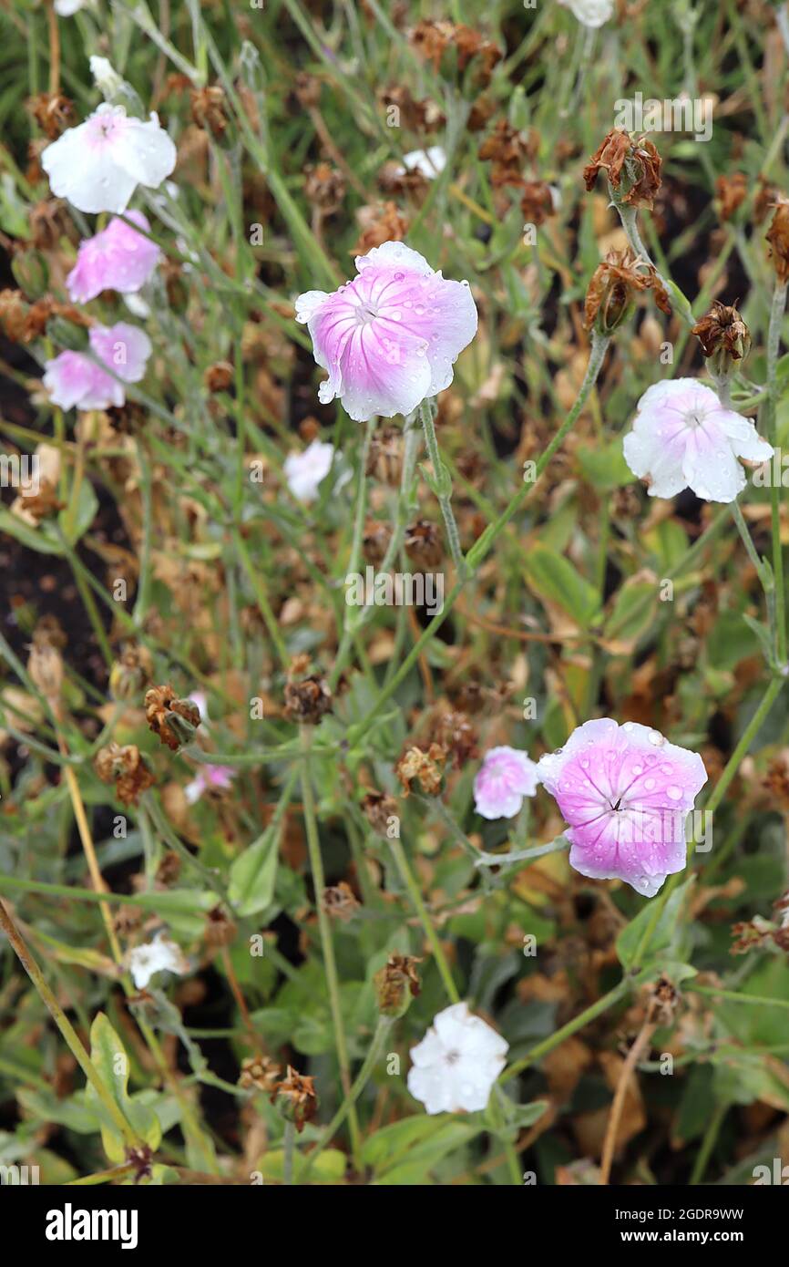 Lychnis / Silene coronaria ‘Oculata’ rose campion Oculata – fleurs blanches avec lavage rose et veines rose foncé, juillet, Angleterre, Royaume-Uni Banque D'Images