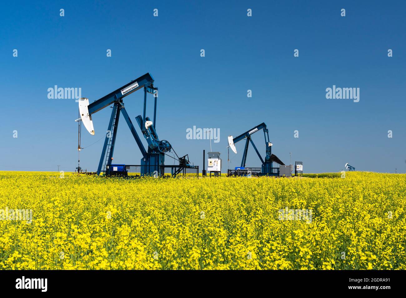 L'huile pond dans un champ de canola jaune près de Waskeda, Manitoba, Canada. Banque D'Images