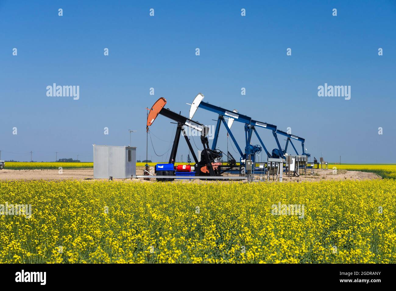 L'huile pond dans un champ de canola jaune près de Waskeda, Manitoba, Canada. Banque D'Images