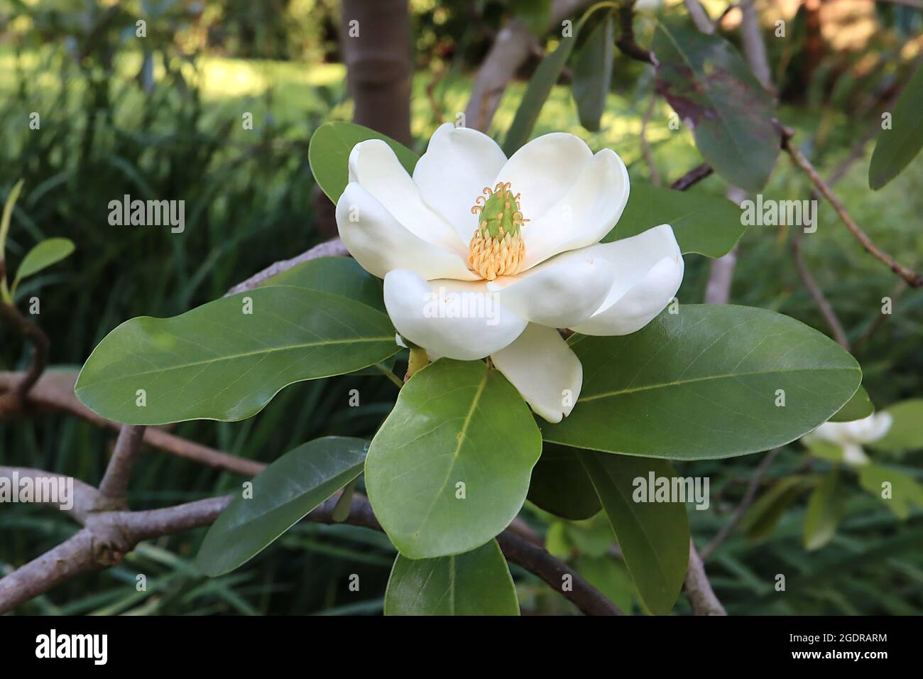 Magnolia virginiana ‘baie de Swamp’ sweetbay magnolia Swamp Bay – petites fleurs blanches avec centre vert et grandes feuilles oblongues, juillet, Angleterre, Royaume-Uni Banque D'Images