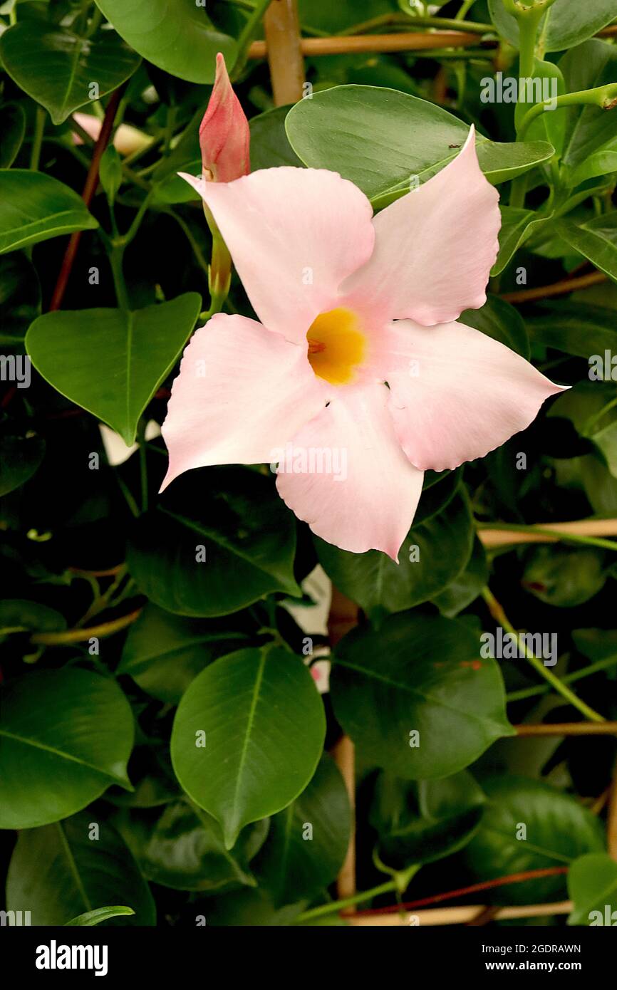 Mandevilla ‘Shummerville’ rocktrompette Summerville – fleurs blanches en forme d’entonnoir avec fard à joues roses et gorge jaune, juillet, Angleterre, Royaume-Uni Banque D'Images