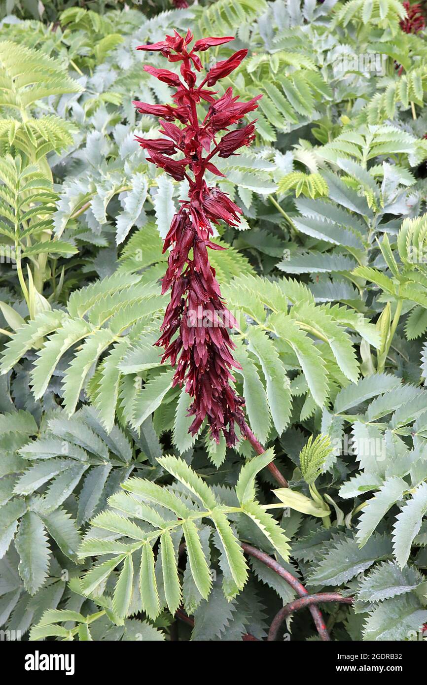 Melianthus grande fleur de miel géant – grande pointe de fleur de fleurs tubulaires bordeaux et d'énormes feuilles dentelées vertes grises, juillet, Angleterre, Royaume-Uni Banque D'Images Melianthus grande fleur de miel géant – grande pointe de fleur de fleurs tubulaires bordeaux et d'énormes feuilles dentelées vertes grises, juillet, Angleterre, Royaume-Uni Banque D'Images