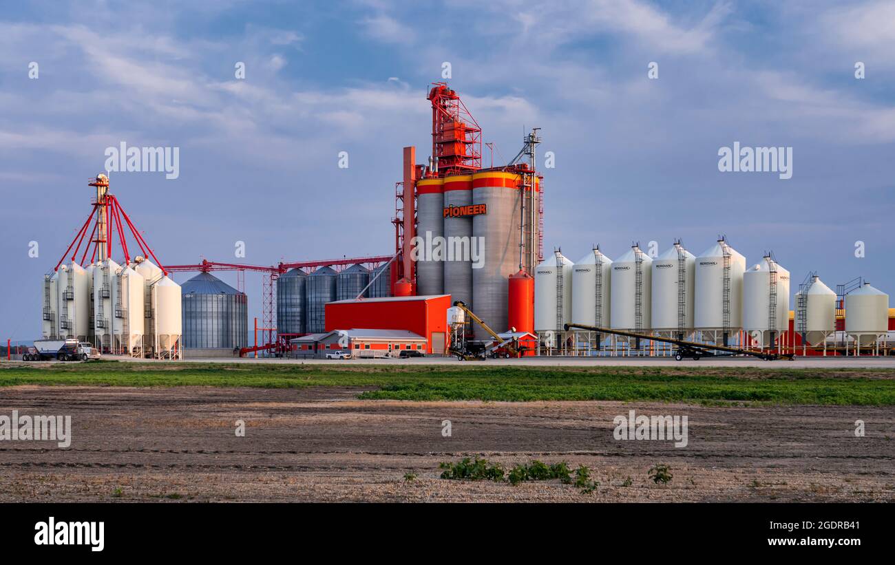 Terminal de transport de grain intérieur Pioneer à Dauphin, Manitoba, Canada. Banque D'Images