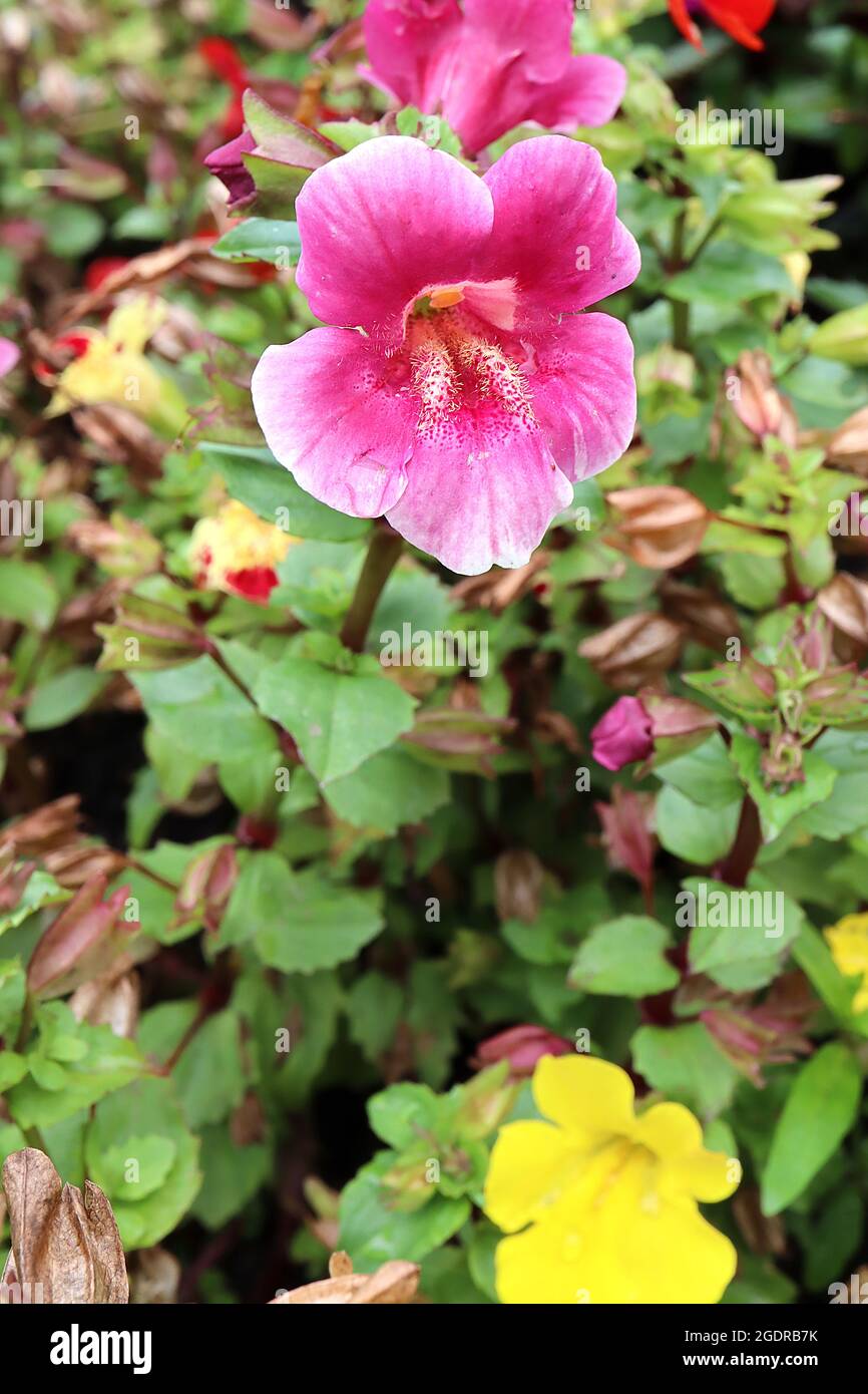 Mimulus luteus ‘Magic Mixed’ Monkey flower / Musk – Deep Pink en forme d’entonnoir fleurs avec marges blanches et gorge mouchetée, juillet, Angleterre, Royaume-Uni Banque D'Images