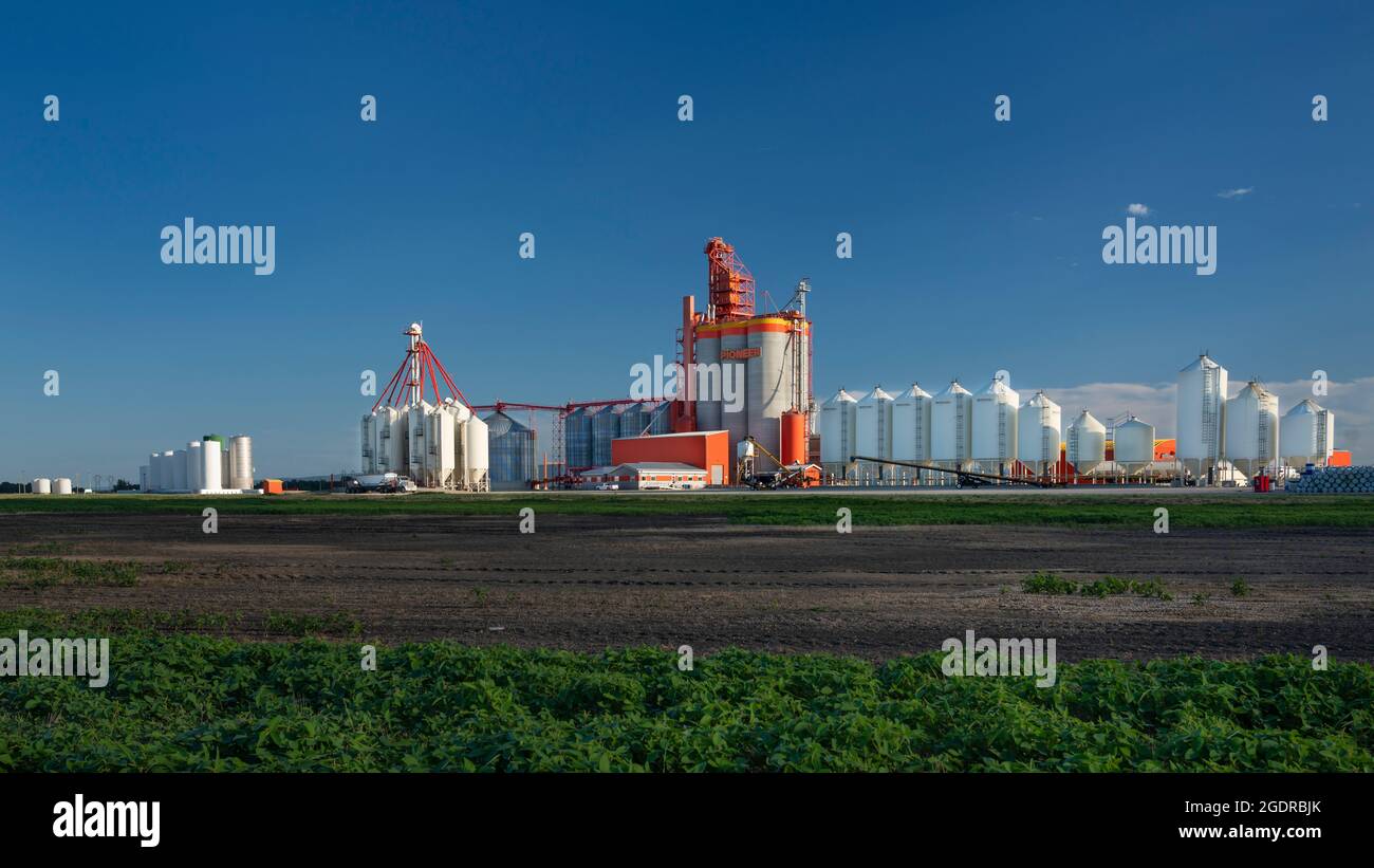 Terminal de transport de grain intérieur Pioneer à Dauphin, Manitoba, Canada. Banque D'Images
