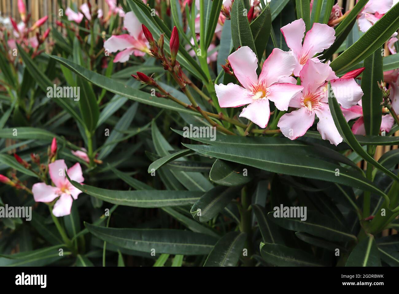 NERIUM oléander rose Calypso - grandes fleurs rose pâle en forme de salver avec col rayé rose et feuilles étroites vert foncé, juillet, Royaume-Uni Banque D'Images
