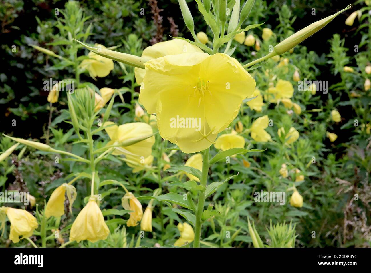 Oenothera fruticosa primevent de soirée à feuilles étroites – fleurs jaunes légères en forme de bol et petites feuilles étroites sur de grandes tiges, juillet, Angleterre, Royaume-Uni Banque D'Images