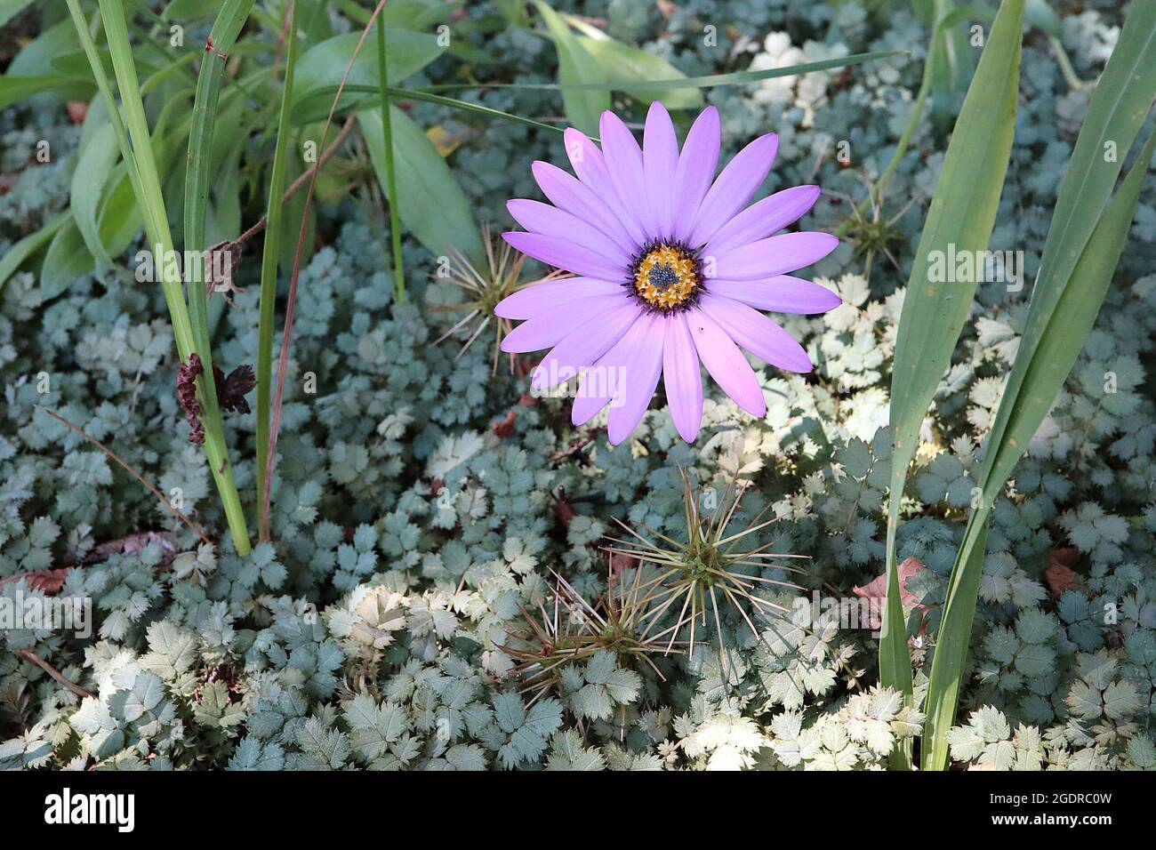 Osteospermum jucundum ‘semis de Blackthorn’ délicieuse Marguerite africaine – fleurs mauves à tiges très courtes, juillet, Angleterre, Royaume-Uni Banque D'Images Osteospermum jucundum ‘semis de Blackthorn’ délicieuse Marguerite africaine – fleurs mauves à tiges très courtes, juillet, Angleterre, Royaume-Uni Banque D'Images