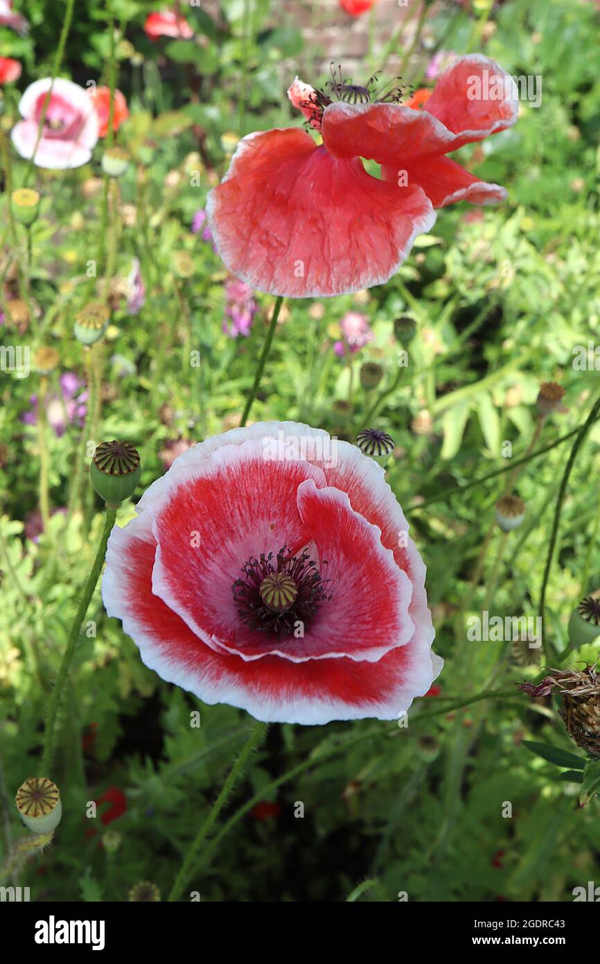 Papaver rhoeas Shirley Double Mixed maïs Poppy ‘Shirley Double Mixed’ – fleurs rouges avec marges blanches et centre, pétales froissés, juillet, Angleterre, Royaume-Uni Banque D'Images