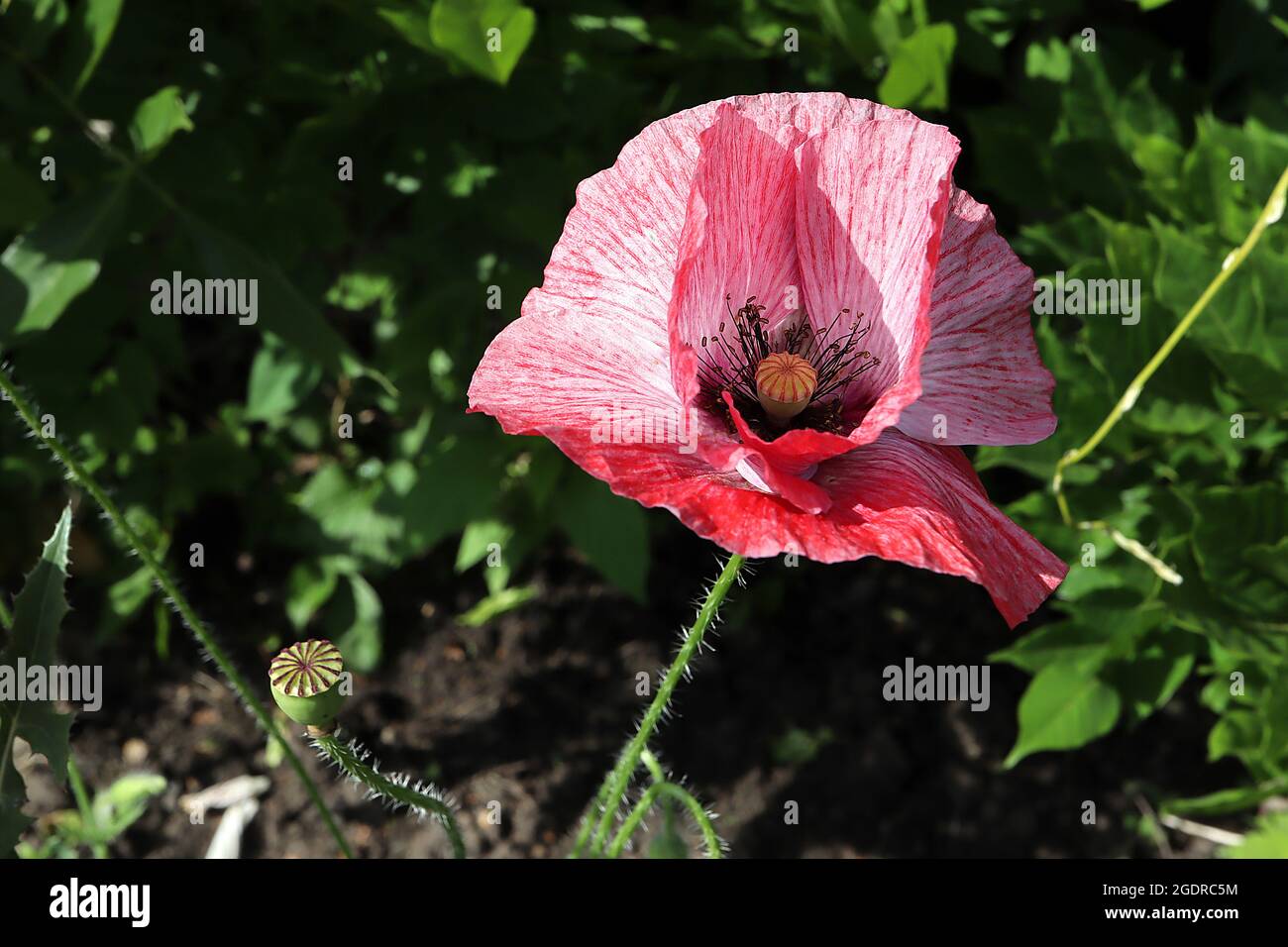 Papaver rhoeas Shirley Double Mixed maïs Poppy ‘Shirley Double Mixed’ – fleurs roses et blanches marbrées avec des pétales froissés, juillet, Angleterre, Royaume-Uni Banque D'Images