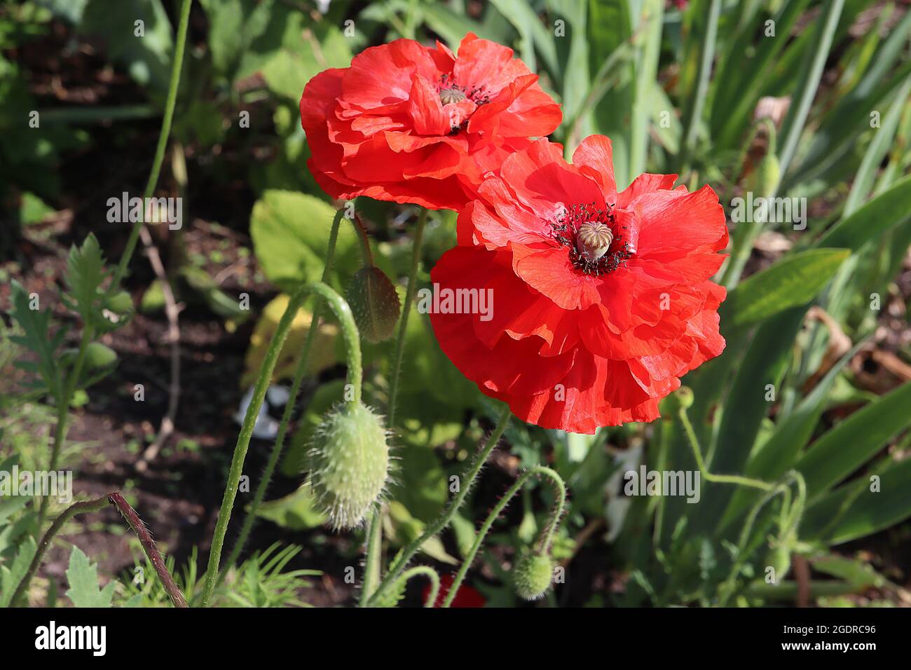 Papaver rhoeas 'Shirley Double Mixed Red' maïs pavot Shirley Double Mixed Red – à deux niveaux de fleurs rouges à volants pétales froissés, juillet, Angleterre, Royaume-Uni Banque D'Images