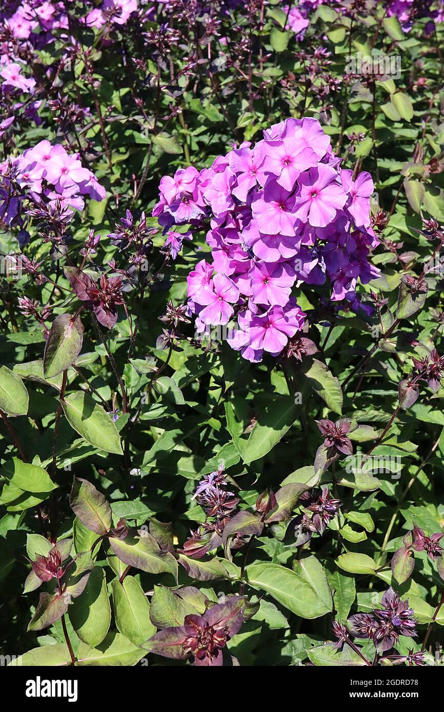 Phlox paniculata «Blue Paradise» Vivace phlox Blue Paradise - grappes sphériques de fleurs bleues violettes sur de grandes tiges, juillet, Angleterre, Royaume-Uni Banque D'Images