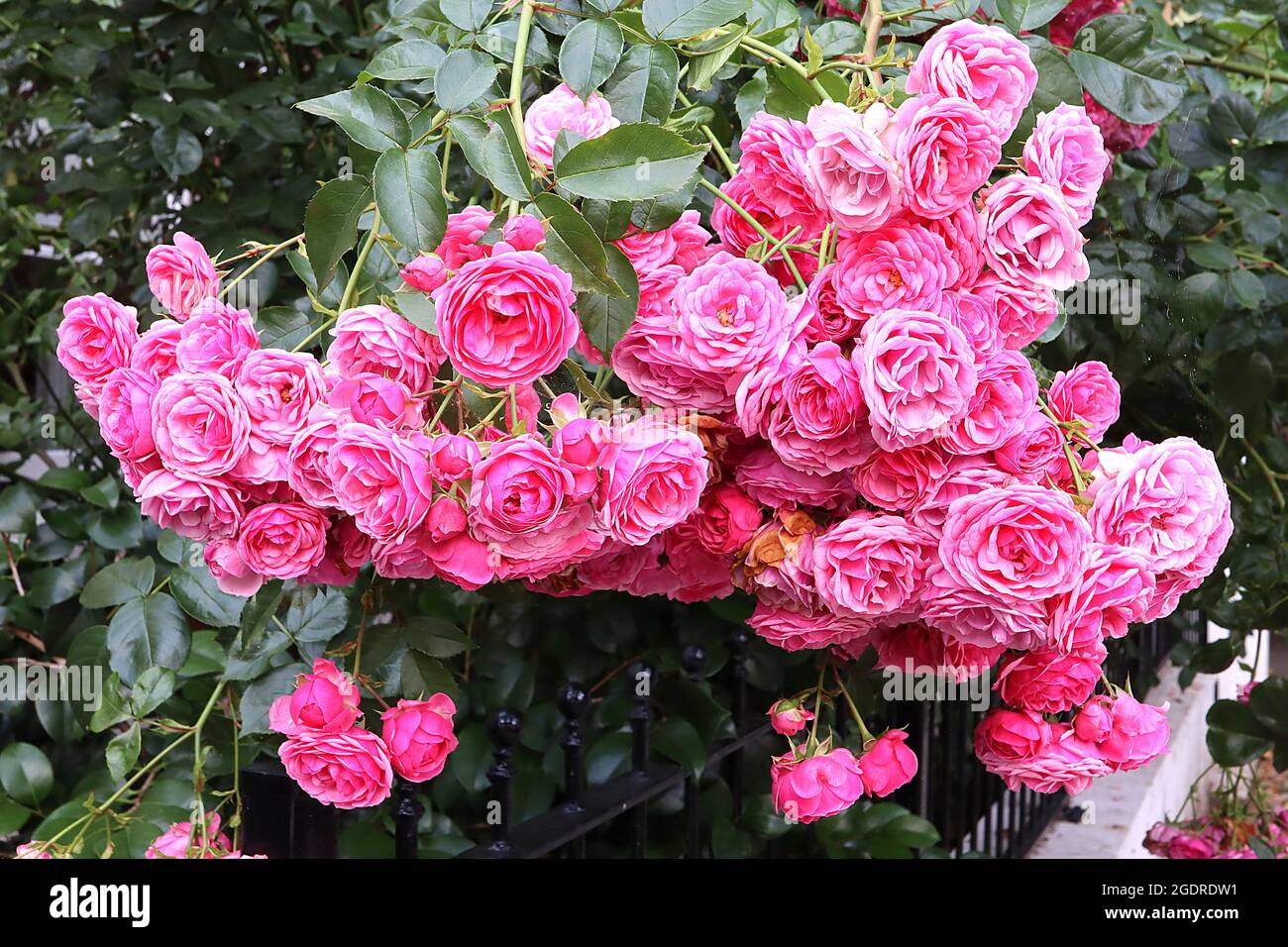 Rosa Raubritter (rose de l'arbuste matrantha hybride) rose Raubritter – grandes grappes de fleurs roses doubles et moyennes, juillet, Angleterre, Royaume-Uni Banque D'Images