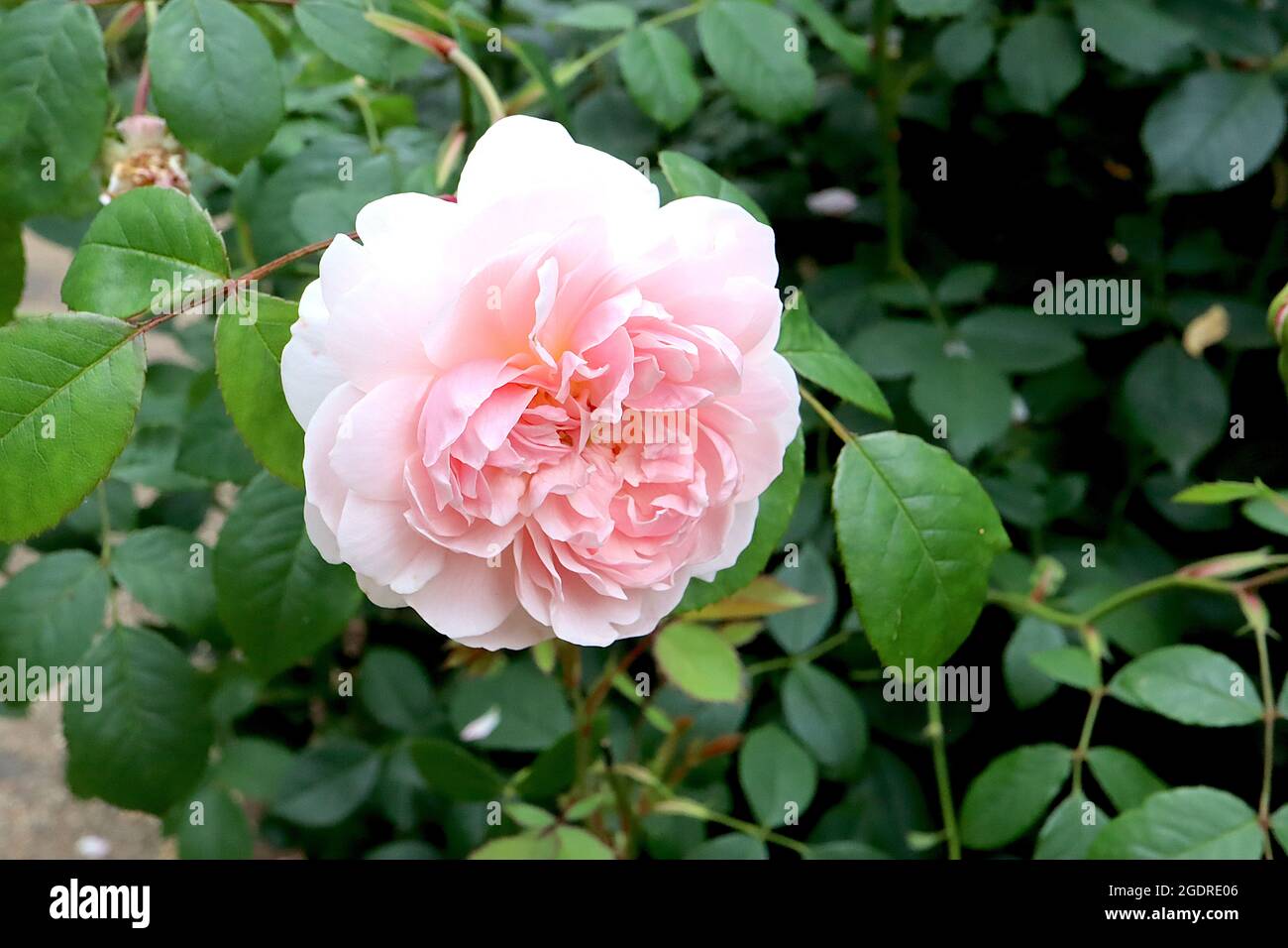 Rosa «épouse de Bath» (rose arbuste) épouse rose de Bath – fleurs doubles rose pâle de taille moyenne, juillet, Angleterre, Royaume-Uni Banque D'Images